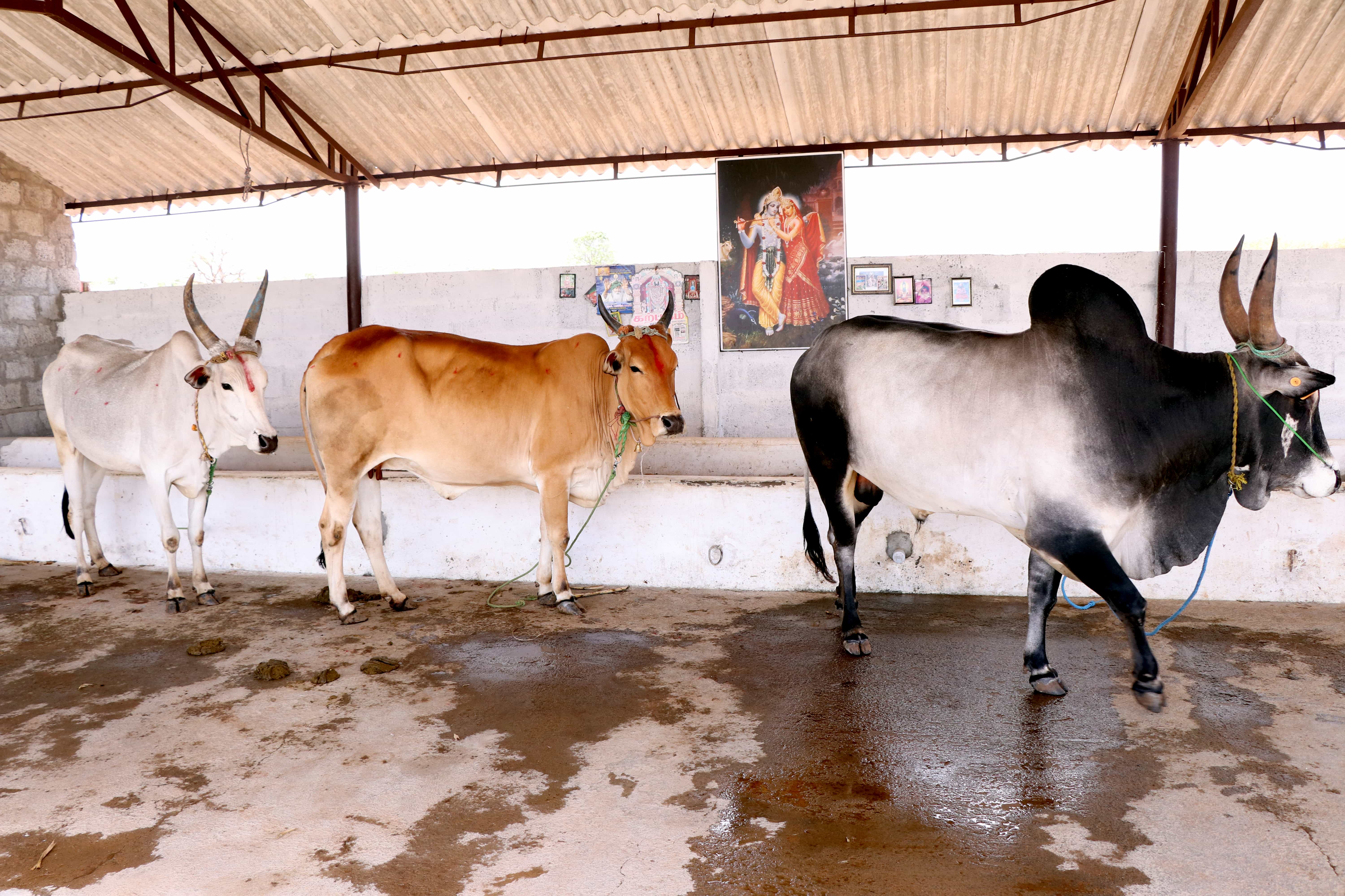Sathyodhayam Gau Shala – Sacred Seva